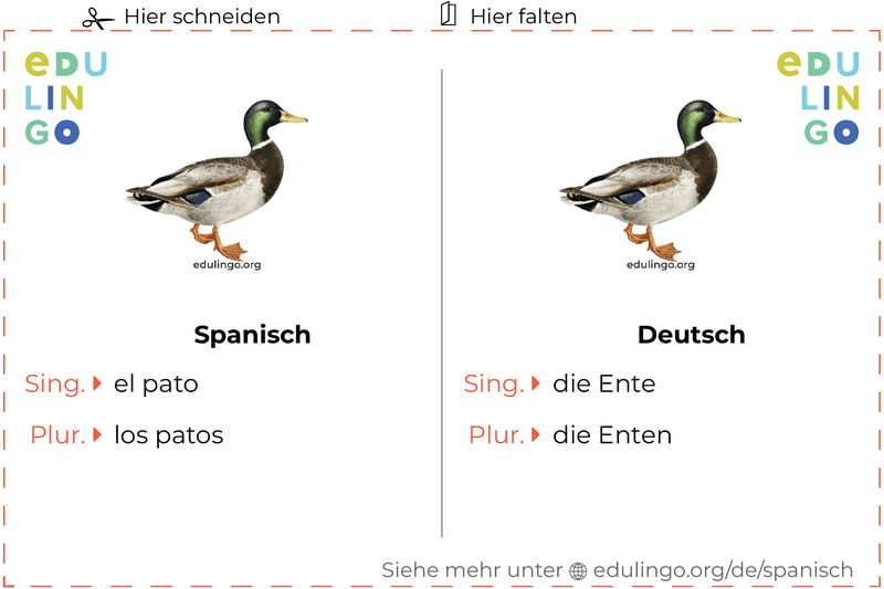 Ente auf Spanisch Vokabelkartei zum Ausdrucken, Üben und Lernen