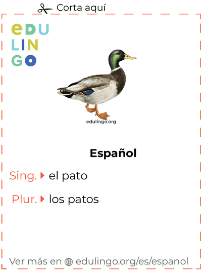 Ficha de Vocabulario Pato en español para imprimir, practicar y aprender