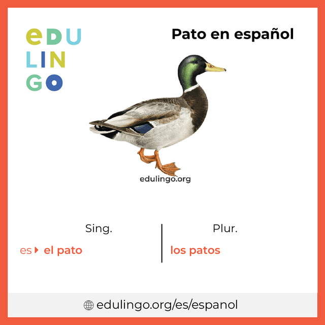 Imagen de vocabulario Pato en español con singular y plural para descargar e imprimir