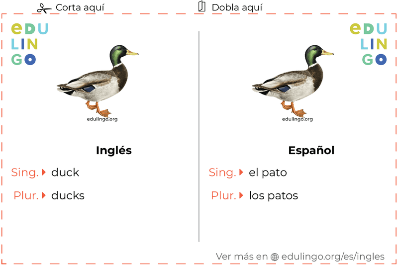 Ficha de Vocabulario Pato en inglés para imprimir, practicar y aprender