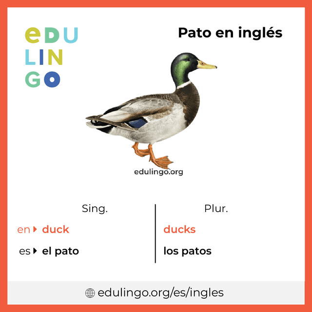 Imagen de vocabulario Pato en inglés con singular y plural para descargar e imprimir