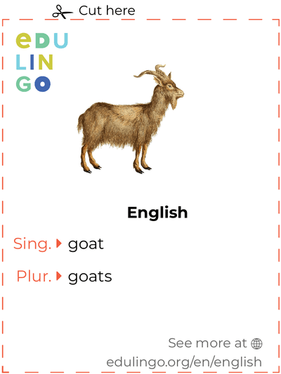 Goat in English vocabulary flashcard for printing, practicing and learning