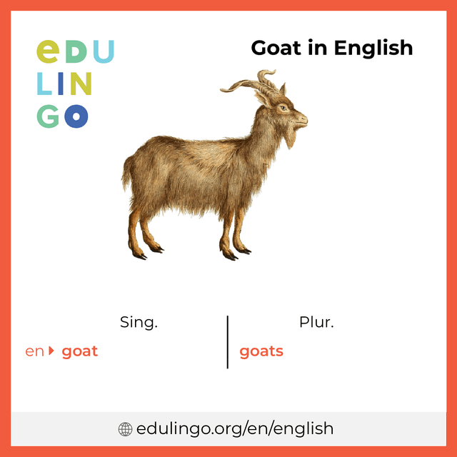 Goat in English vocabulary picture with singular and plural for download and printing