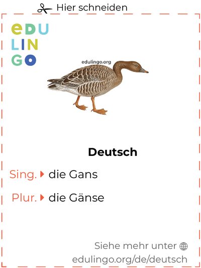 Gans auf Deutsch Vokabelkartei zum Ausdrucken, Üben und Lernen