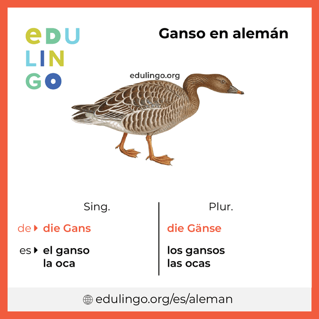 Imagen de vocabulario Ganso en alemán con singular y plural para descargar e imprimir