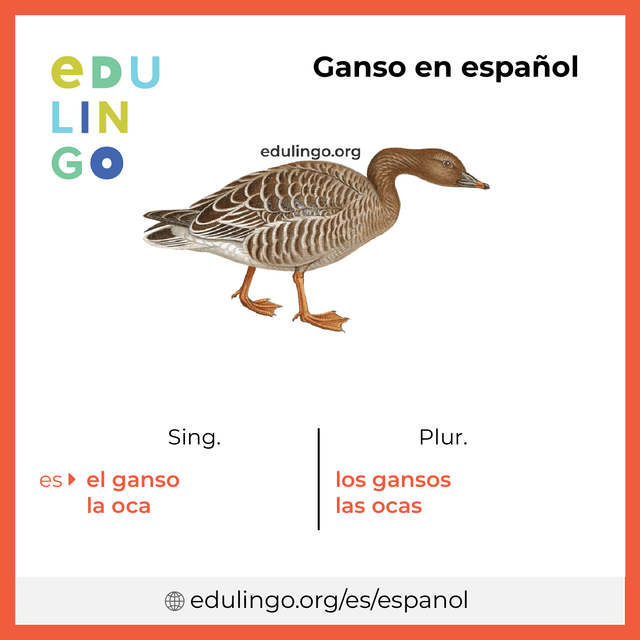 Imagen de vocabulario Ganso en español con singular y plural para descargar e imprimir