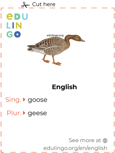 Goose in English vocabulary flashcard for printing, practicing and learning
