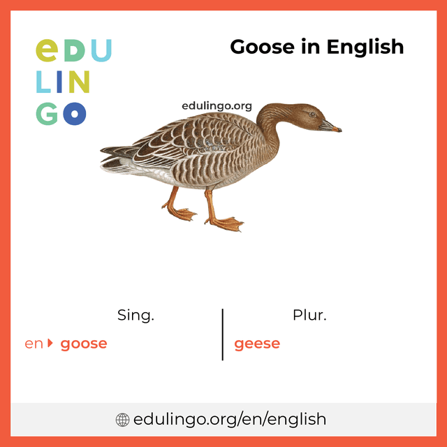 Goose in English vocabulary picture with singular and plural for download and printing