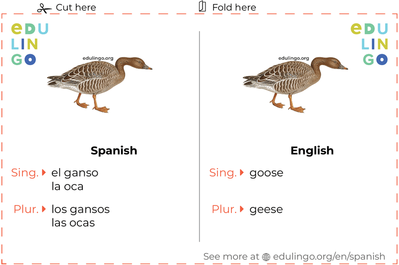 Goose in Spanish vocabulary flashcard for printing, practicing and learning