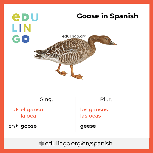 Goose in Spanish vocabulary picture with singular and plural for download and printing