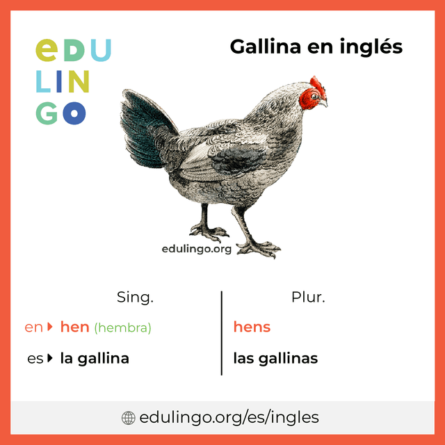 Imagen de vocabulario Gallina en inglés con singular y plural para descargar e imprimir