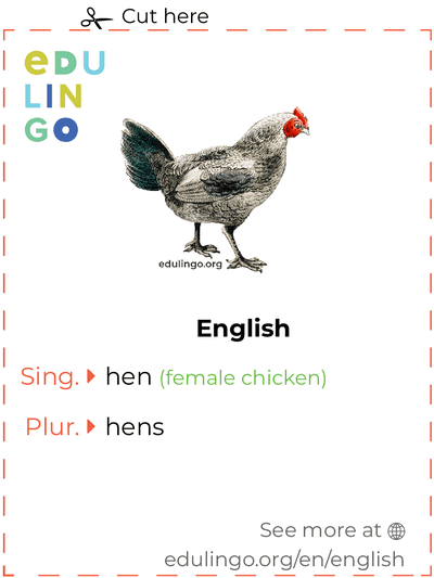 Hen in English vocabulary flashcard for printing, practicing and learning