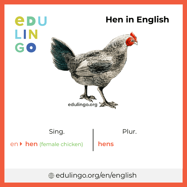 Hen in English vocabulary picture with singular and plural for download and printing