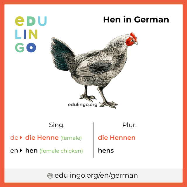 Hen in German vocabulary picture with singular and plural for download and printing