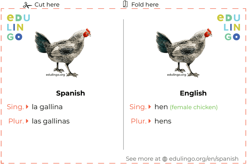 Hen in Spanish vocabulary flashcard for printing, practicing and learning