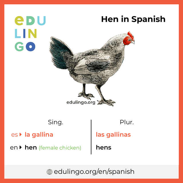 Hen in Spanish vocabulary picture with singular and plural for download and printing