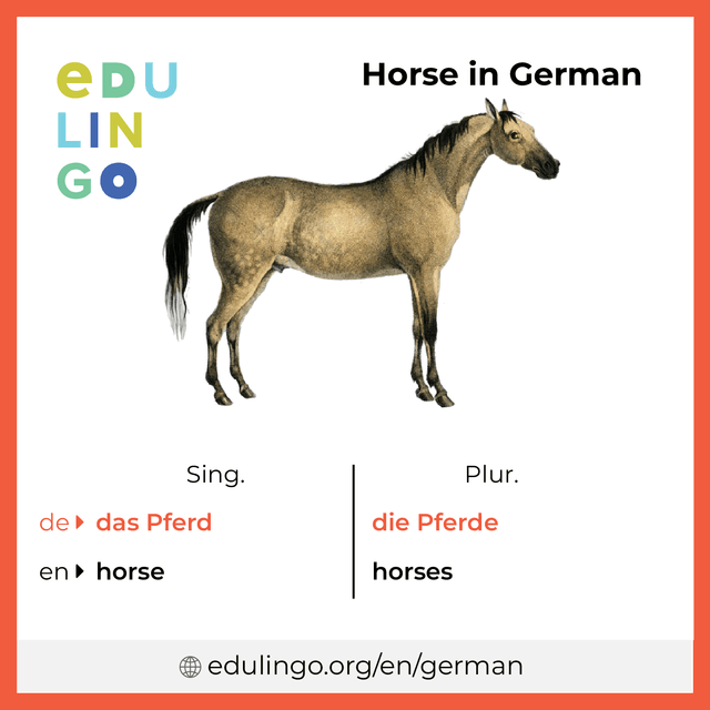 Horse in German vocabulary picture with singular and plural for download and printing