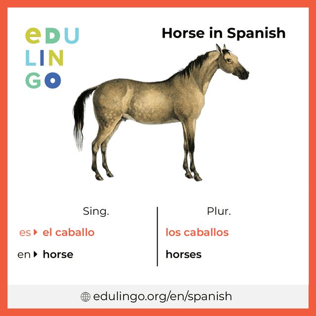 Horse in Spanish vocabulary picture with singular and plural for download and printing