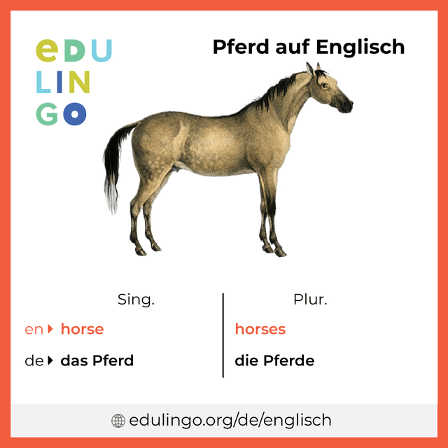 Pferd auf Englisch Vokabelbild mit Singular und Plural zum Herunterladen und Ausdrucken