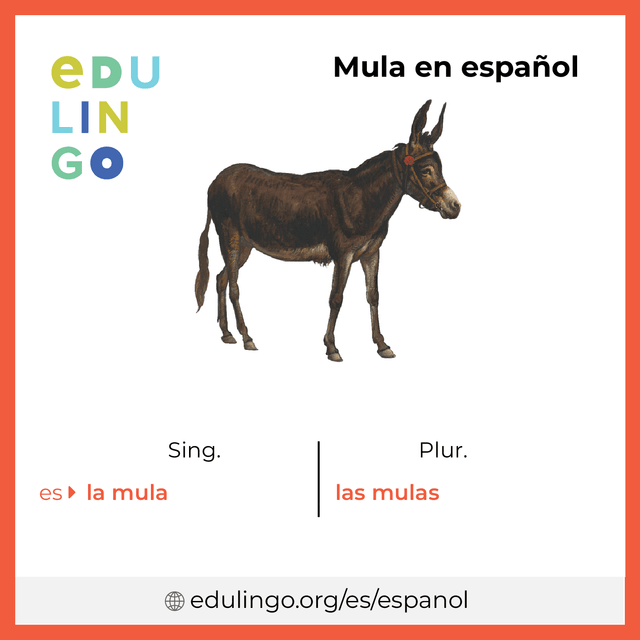 Imagen de vocabulario Mula en español con singular y plural para descargar e imprimir