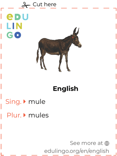 Mule in English vocabulary flashcard for printing, practicing and learning