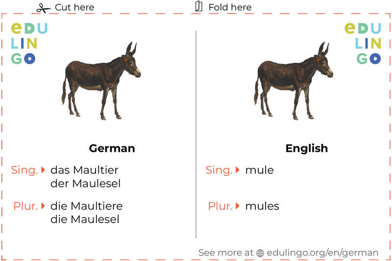 Mule in German vocabulary flashcard for printing, practicing and learning
