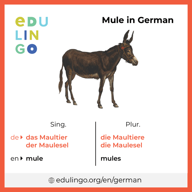 Mule in German vocabulary picture with singular and plural for download and printing