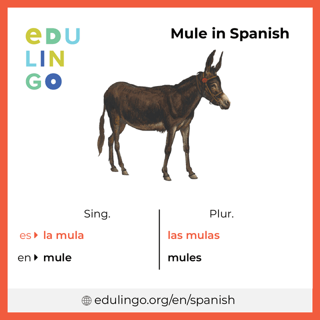 Mule in Spanish vocabulary picture with singular and plural for download and printing