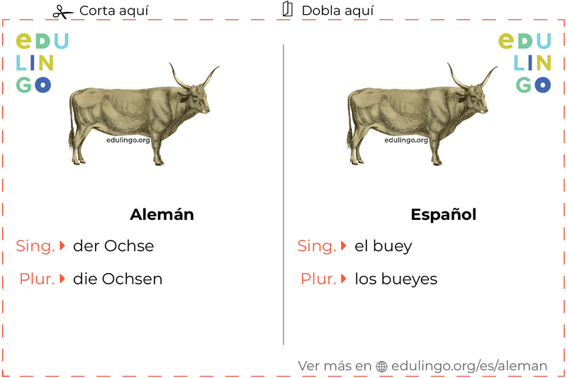 Ficha de Vocabulario Buey en alemán para imprimir, practicar y aprender