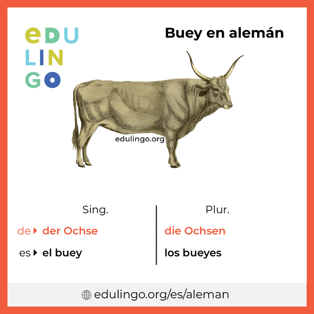 Imagen de vocabulario Buey en alemán con singular y plural para descargar e imprimir