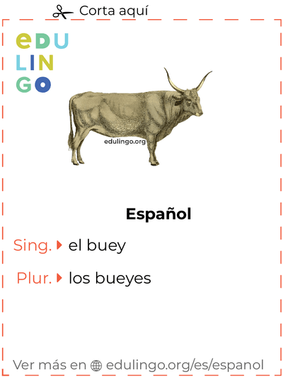 Ficha de Vocabulario Buey en español para imprimir, practicar y aprender