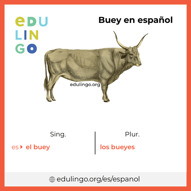 Imagen de vocabulario Buey en español con singular y plural para descargar e imprimir