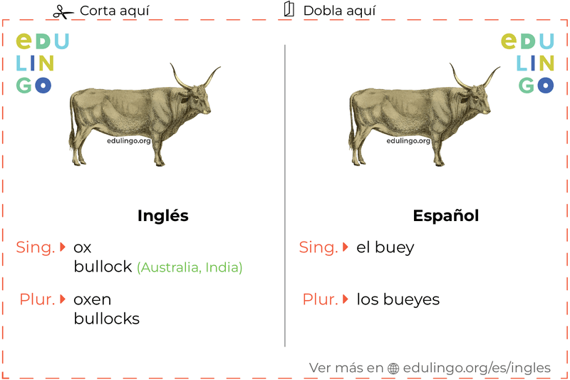 Ficha de Vocabulario Buey en inglés para imprimir, practicar y aprender