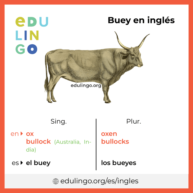 Imagen de vocabulario Buey en inglés con singular y plural para descargar e imprimir