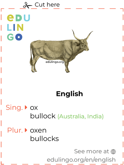 Ox in English vocabulary flashcard for printing, practicing and learning