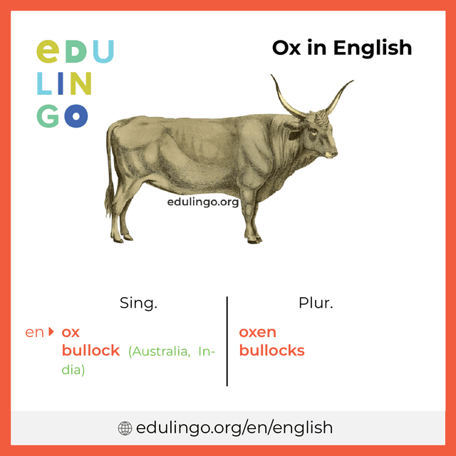 Ox in English vocabulary picture with singular and plural for download and printing
