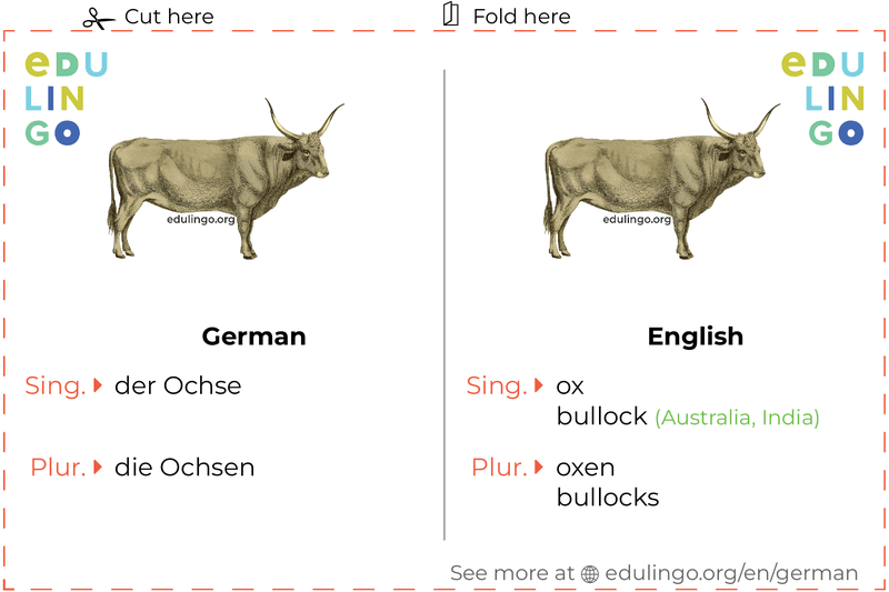 Ox in German vocabulary flashcard for printing, practicing and learning