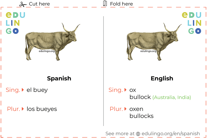 Ox in Spanish vocabulary flashcard for printing, practicing and learning