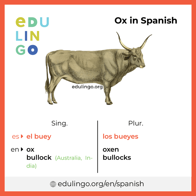 Ox in Spanish vocabulary picture with singular and plural for download and printing