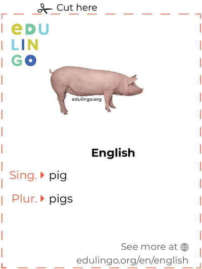 Pig in English vocabulary flashcard for printing, practicing and learning