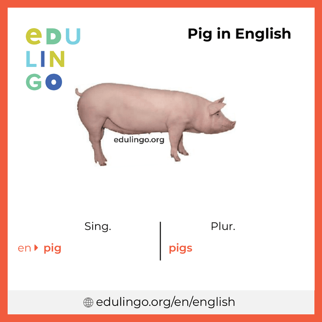 Pig in English vocabulary picture with singular and plural for download and printing