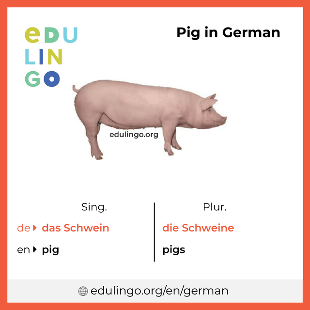 Pig in German vocabulary picture with singular and plural for download and printing