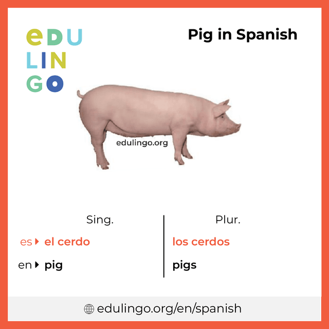 Pig in Spanish vocabulary picture with singular and plural for download and printing