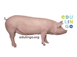 Thumbnail: Pig in German