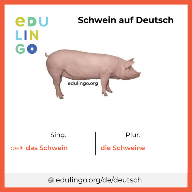 Schwein auf Deutsch Vokabelbild mit Singular und Plural zum Herunterladen und Ausdrucken