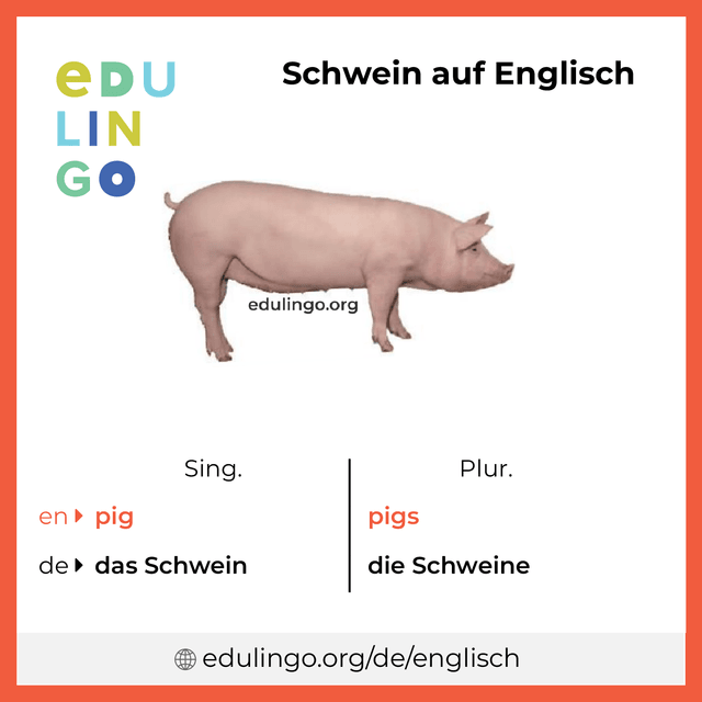 Schwein auf Englisch Vokabelbild mit Singular und Plural zum Herunterladen und Ausdrucken