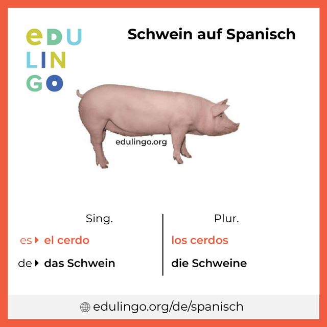 Schwein auf Spanisch Vokabelbild mit Singular und Plural zum Herunterladen und Ausdrucken