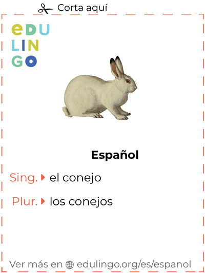 Ficha de Vocabulario Conejo en español para imprimir, practicar y aprender