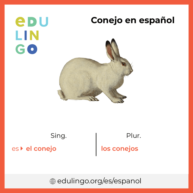 Imagen de vocabulario Conejo en español con singular y plural para descargar e imprimir