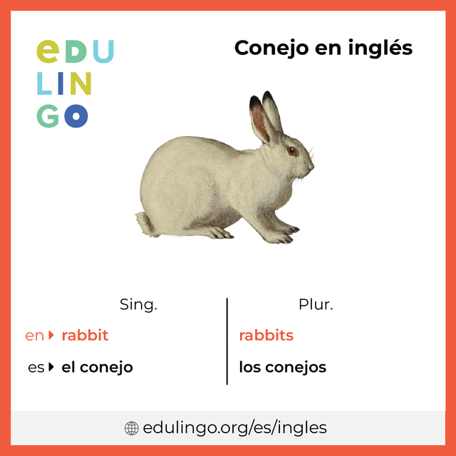 Imagen de vocabulario Conejo en inglés con singular y plural para descargar e imprimir
